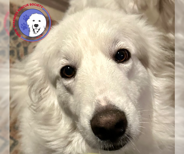 Medium Photo #7 Great Pyrenees Puppy For Sale in Spring, TX, USA