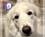 Small #6 Great Pyrenees