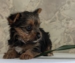Small Photo #40 Yorkshire Terrier Puppy For Sale in GOSHEN, IN, USA