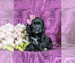 Small Photo #3 Cocker Spaniel Puppy For Sale in LANCASTER, PA, USA