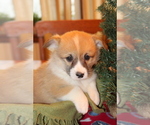 Small Photo #10 Pembroke Welsh Corgi Puppy For Sale in MALTA, OH, USA