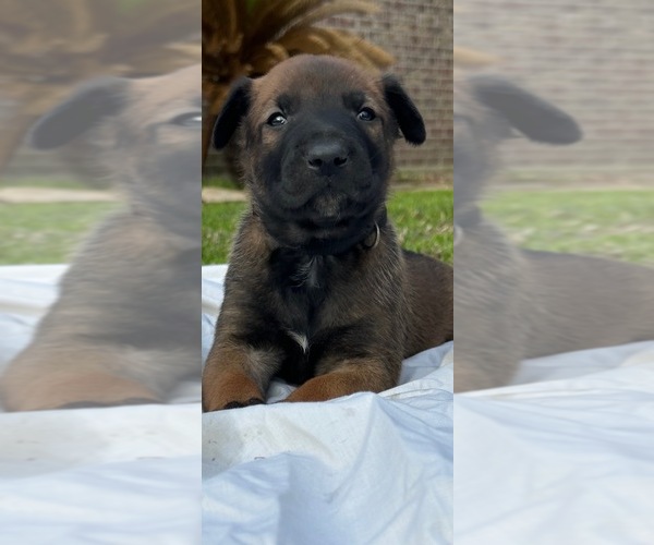 Medium Photo #1 Belgian Malinois Puppy For Sale in SILSBEE, TX, USA