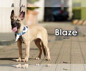 Blaze from Taiwan - Male Mutt Dog for Adoption - Photo #6