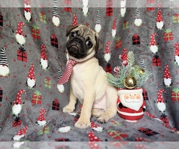 Medium Photo #7 Pug Puppy For Sale in LAKELAND, FL, USA