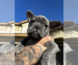 French Bulldog Puppy for Sale in FONTANA, California USA