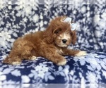 Small #9 Cavapoo