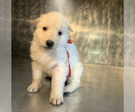 Small Photo #40 German Shepherd Dog Puppy For Sale in WASHINGTON, NJ, USA