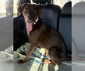Labrador Retriever Dogs for adoption in Boca Raton, FL, USA