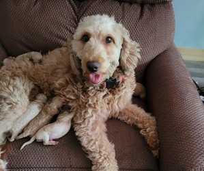 Mother of the Goldendoodle mix (+ Poodle Miniature) puppies born on 06/23/2026