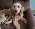 Small Photo #1 Goldendoodle mix (+ Poodle Miniature) Puppy For Sale in MOORESVILLE, IN, USA