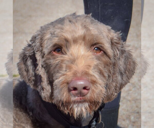Medium Photo #2 Chocolate Labrador retriever-Unknown Mix Puppy For Sale in Huntley, IL, USA