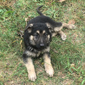 Small Photo #1 German Shepherd Dog Puppy For Sale in MACON, MO, USA