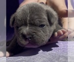 Puppy Beau French Bulldog