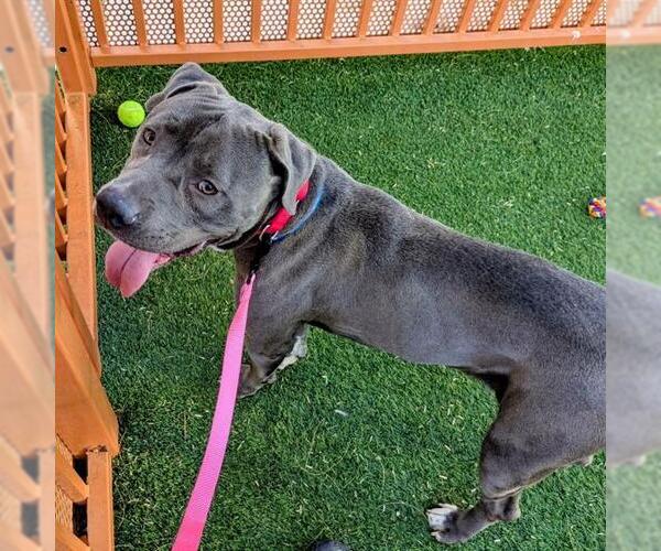 Medium Photo #1 Mutt Puppy For Sale in Las Vegas, NV, USA