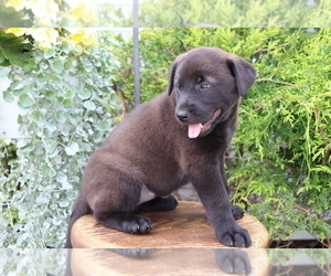Akita-Labrador Retriever Mix Puppy for sale in SHILOH, OH, USA