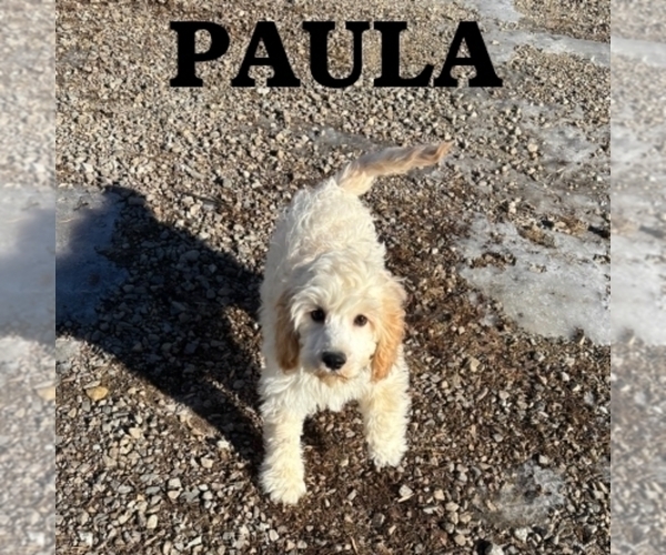 Medium Photo #4 Cock-A-Poo Puppy For Sale in HARTLAND, MN, USA