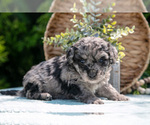Small #1 Miniature Bernedoodle