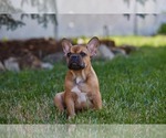 Small Photo #10 French Bulldog Puppy For Sale in WOOD DALE, IL, USA