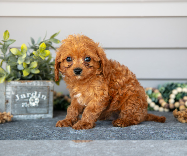 Medium Photo #3 Cavapoo Puppy For Sale in WOLCOTTVILLE, IN, USA