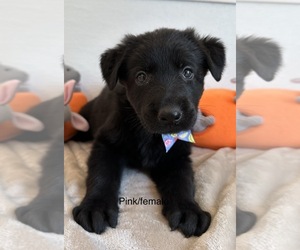 German Shepherd Dog Puppy for Sale in RUSKIN, Florida USA