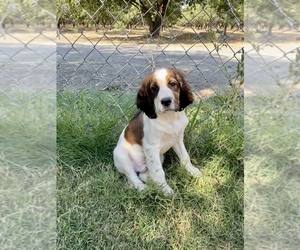 Medium English Springer Spaniel