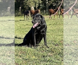 Mother of the Labrador Retriever puppies born on 05/23/2025