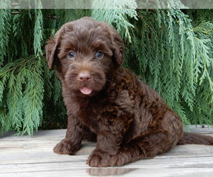 Labradoodle Puppy for sale in MILLERSBURG, OH, USA