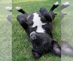 Small #2 Labrador Retriever Mix