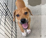 Small Catahoula Leopard Dog-Labrador Retriever Mix