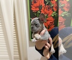 Small #36 French Bulldog