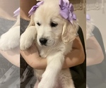 Puppy 1 English Cream Golden Retriever