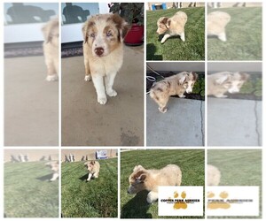 Medium Australian Shepherd