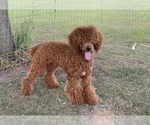 Small Photo #1 Goldendoodle (Miniature) Puppy For Sale in EDWARDSBURG, MI, USA