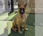 Small #1 German Shepherd Dog