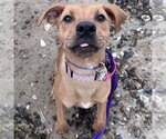 Small #11 Labrador Retriever Mix