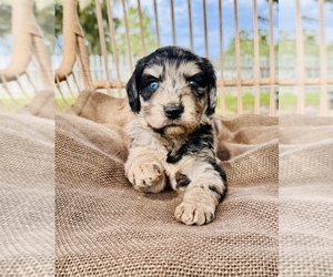 Aussiedoodle Puppy for Sale in OCALA, Florida USA