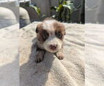 Small #1 Miniature Australian Shepherd