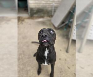American Staffordshire Terrier-Unknown Mix Dogs for adoption in San Antonio, TX, USA