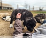 Small #5 Anatolian Shepherd