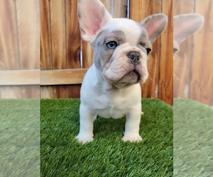 French Bulldog Puppy for sale in PUMPKIN CENTER, CA, USA