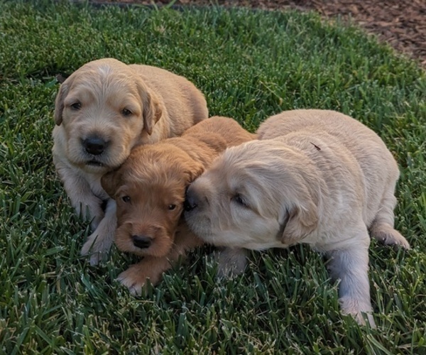Medium Photo #1 English Cream Golden Retriever Puppy For Sale in SACRAMENTO, CA, USA