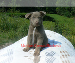 Small #4 German Shepherd Dog