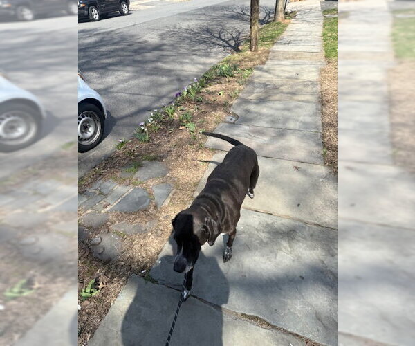 Medium Photo #4 Bluetick Coonhound-Unknown Mix Puppy For Sale in Rockaway, NJ, USA