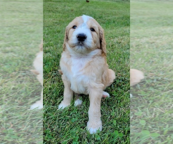 Medium Photo #4 Goldendoodle Puppy For Sale in RUTHERFORDTON, NC, USA