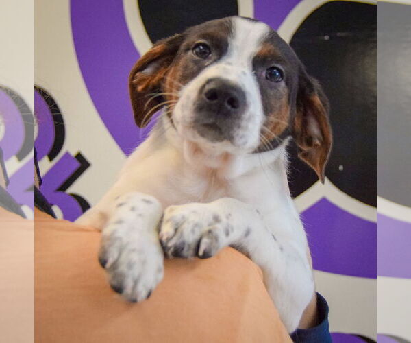 Medium Photo #5 Jack-A-Bee Puppy For Sale in Huntley, IL, USA