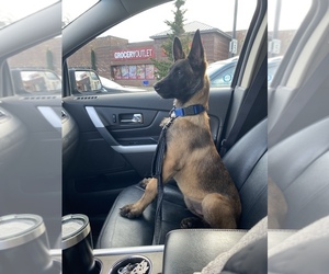 Belgian Malinois Puppy for sale in PORTLAND, OR, USA