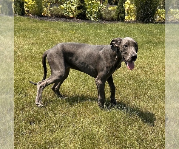 Medium Photo #5 Great Dane Puppy For Sale in MIDDLEBURY, IN, USA