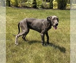 Small Photo #5 Great Dane Puppy For Sale in MIDDLEBURY, IN, USA