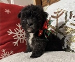Small Photo #1 Poodle (Miniature) Puppy For Sale in BARNETT, MO, USA