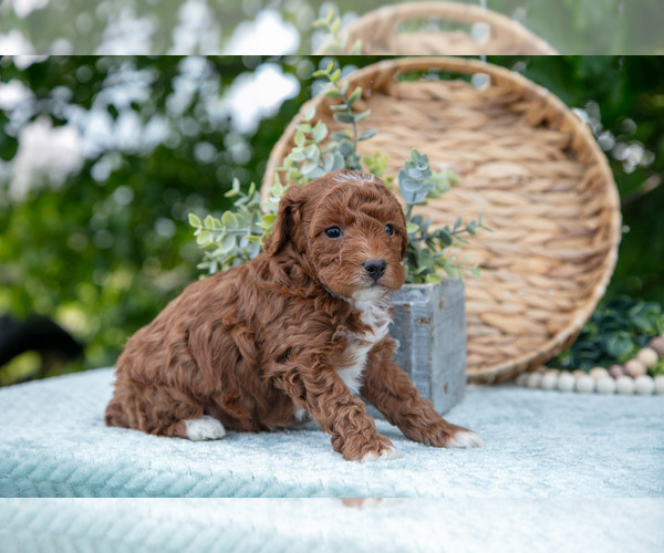 Medium Photo #15 Poodle (Miniature) Puppy For Sale in WOLCOTTVILLE, IN, USA